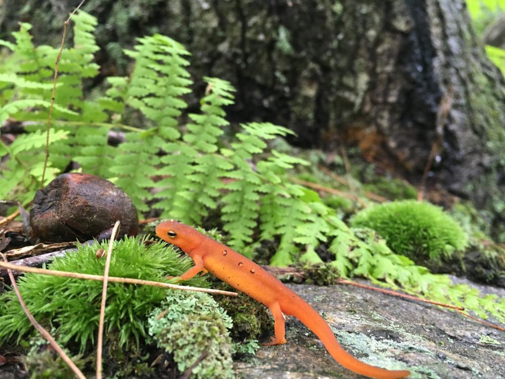 Newts Penn State research