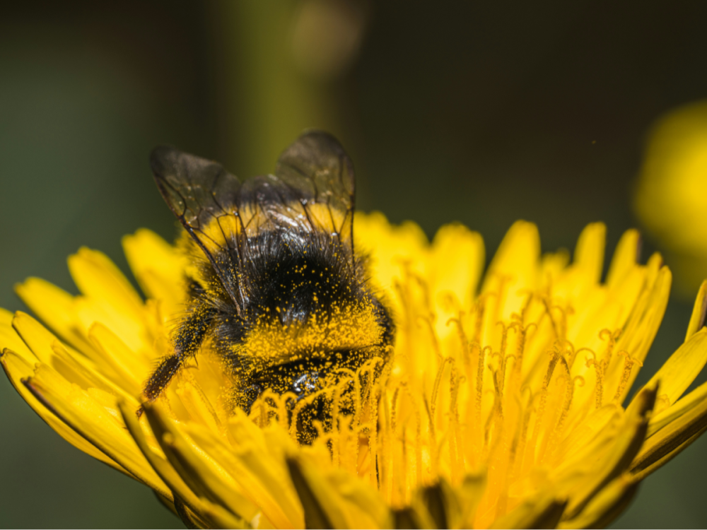 A bumble bee perched on a yellow flower