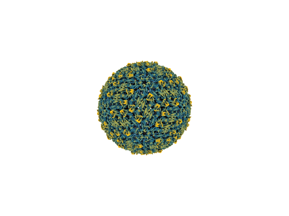 image of virus