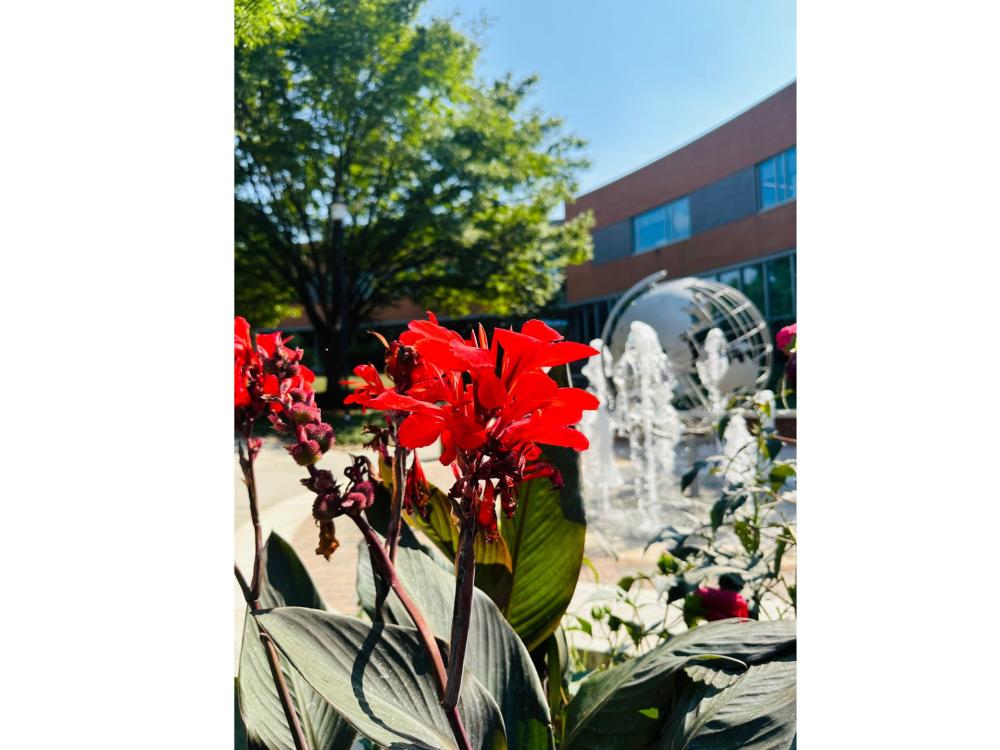 Red flowers in front of a fountain and a campus landmark