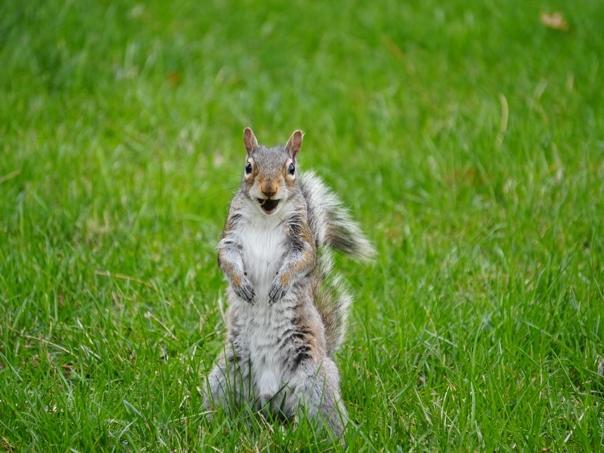 A squirrel stands on its hind legs and looks at the camera