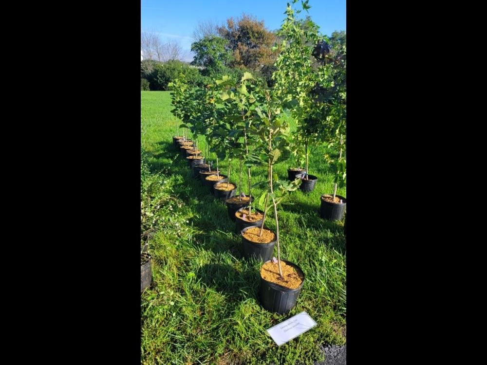 2024_native_tree_sale