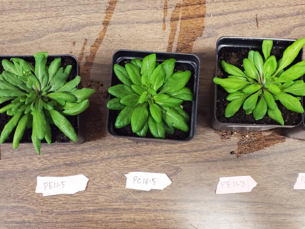 three plants on a table