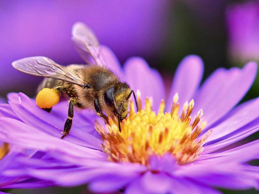A bee collects pollen from the center of a purple daisy-like flower, with a blurred background of similar flowers.