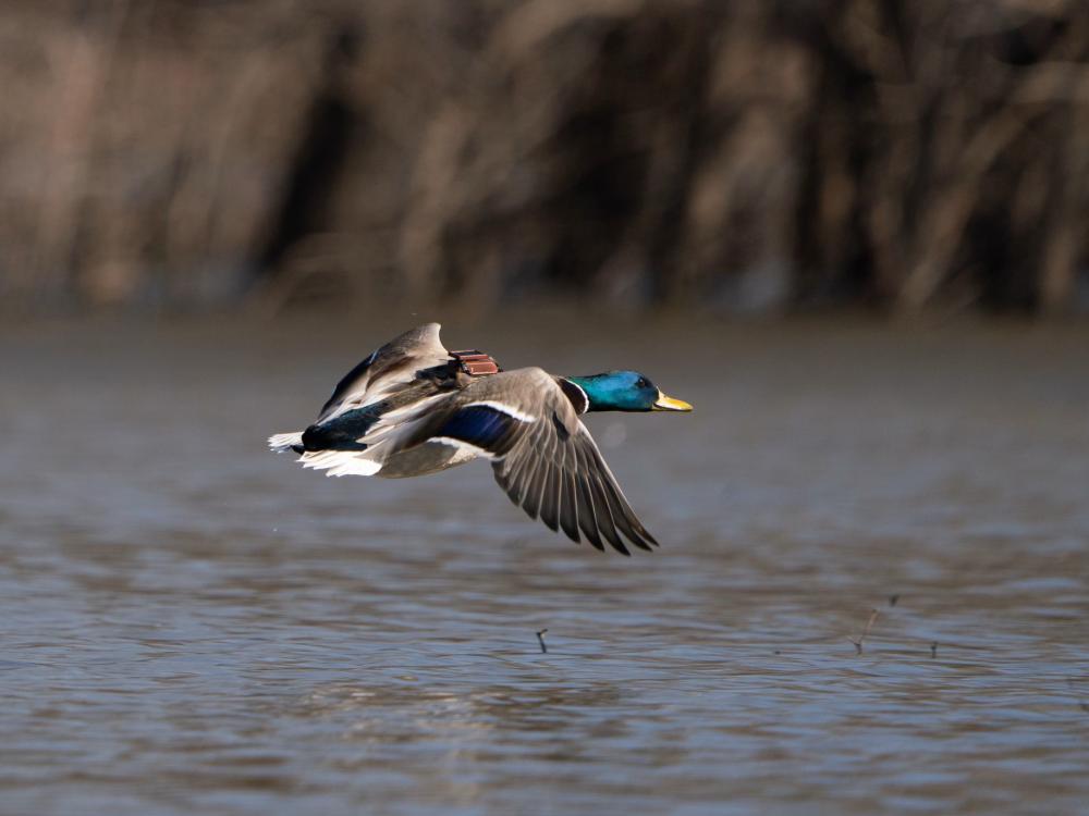 duck flying