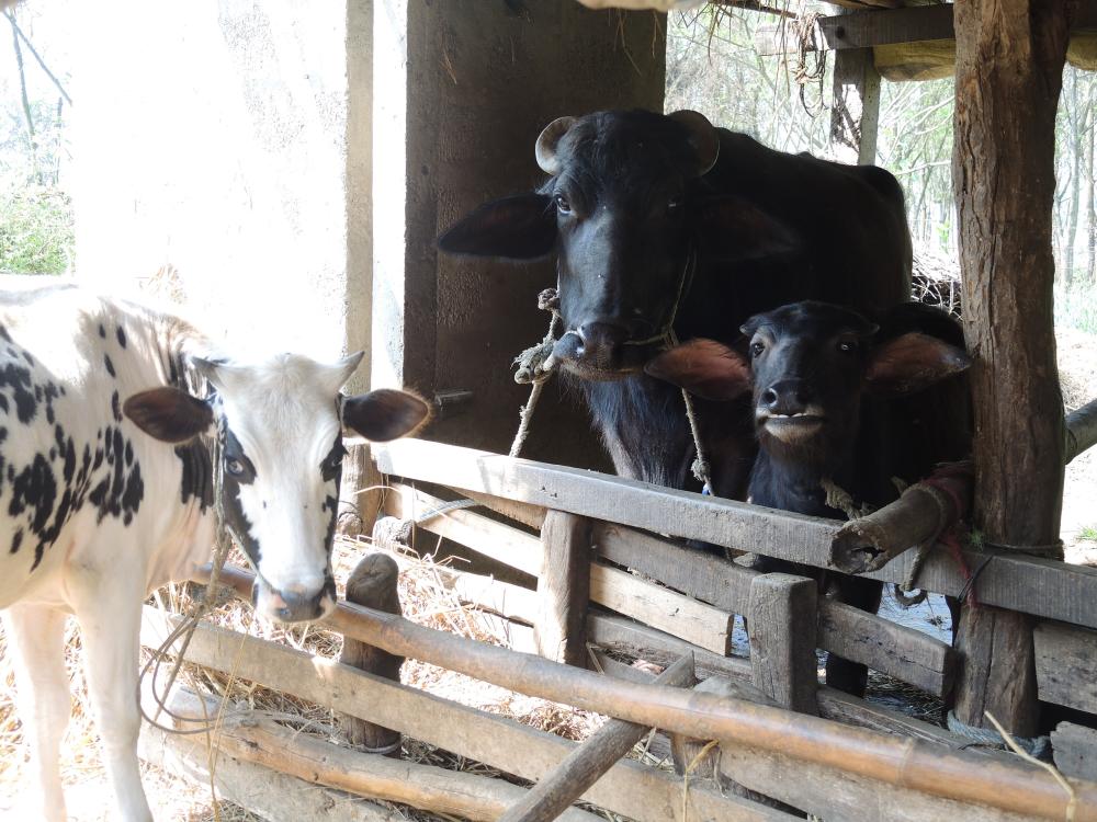 A cow and two water buffalo appear in Bharatpur Municipality, Chitwan District, Nepal