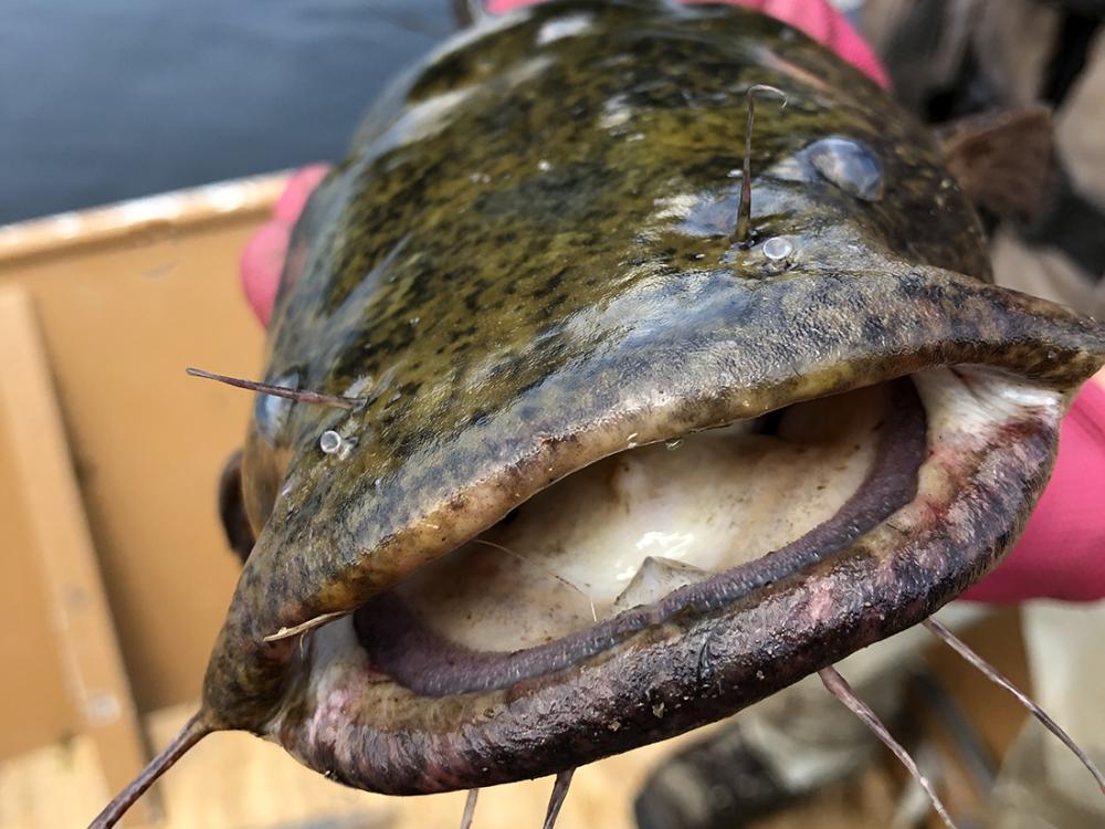 big mouth