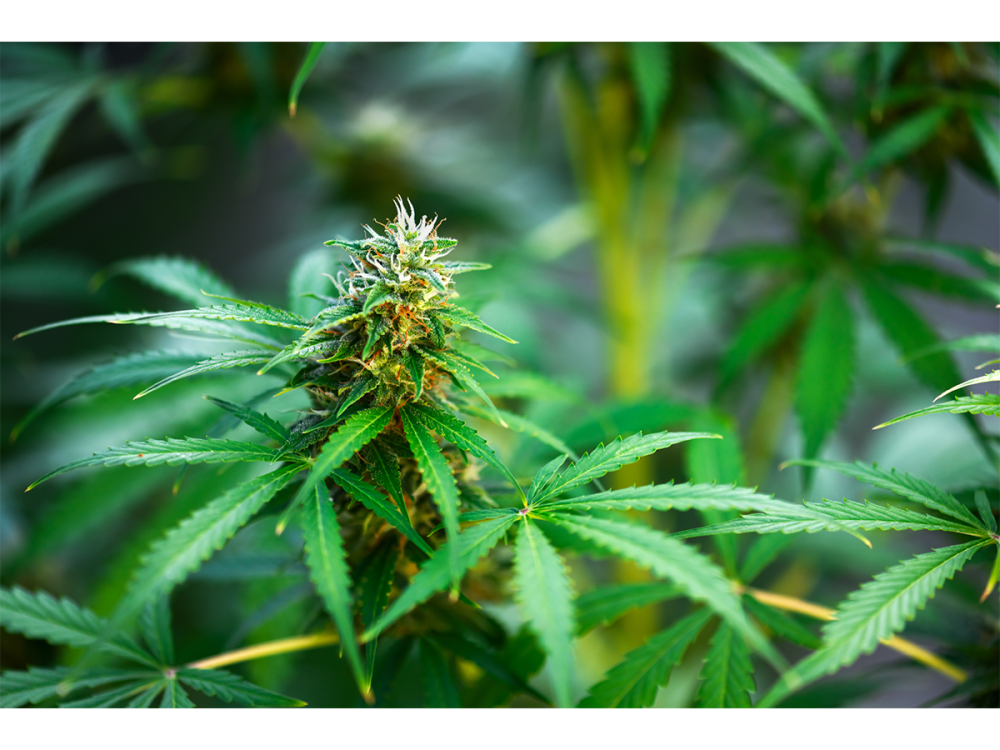 Close up image of cannabis plant