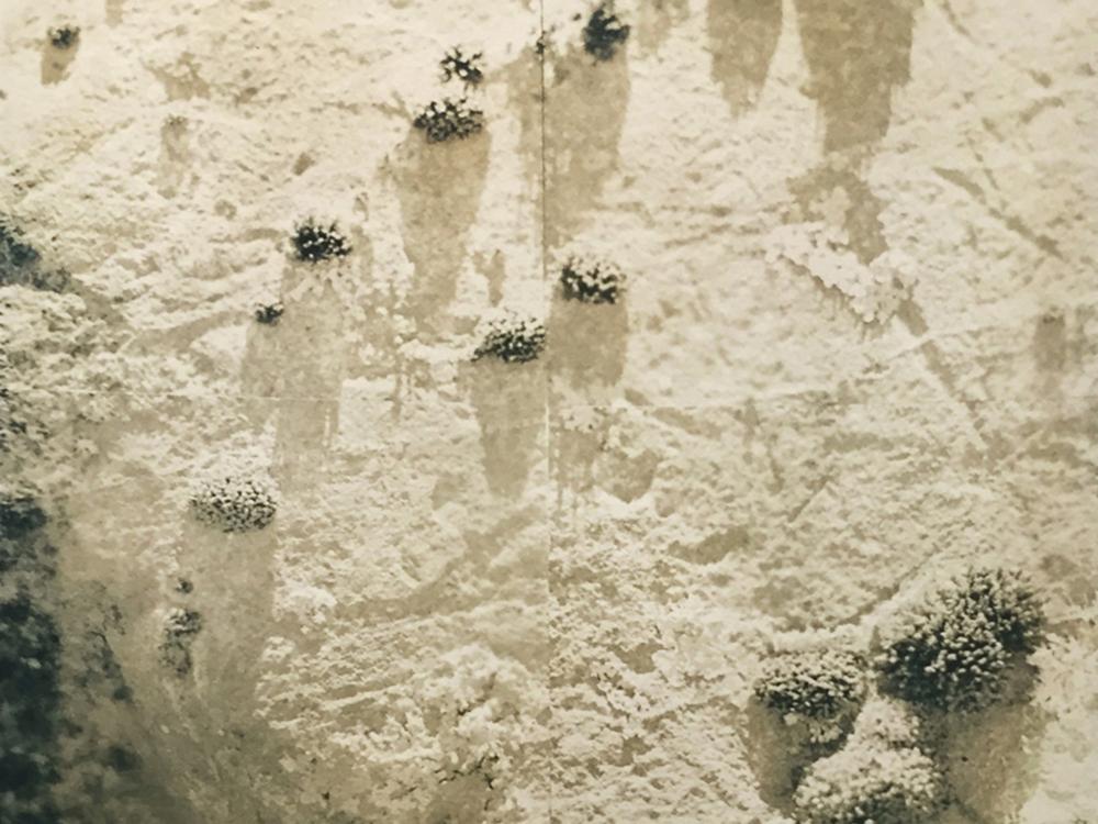 Artwork by Kari Varner depicting a sandy beige surface with small clusters of coral growth scattered across, casting subtle shadows on the textured sand background.