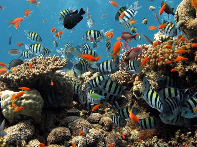 Many fish swimming in clear water around rocks, coral and shells