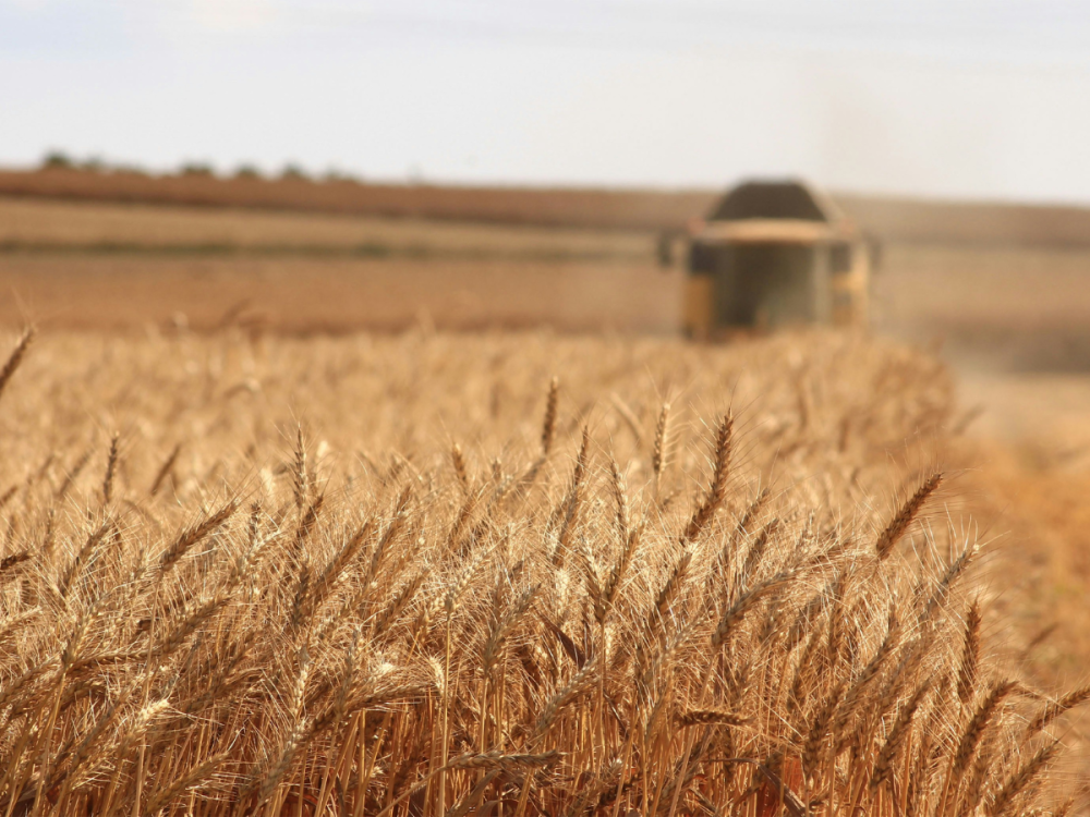 Field of wheat with a tractor blurry in the distance
