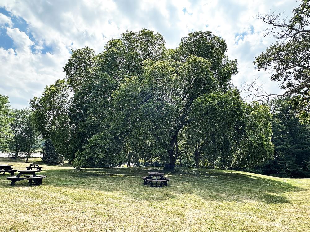 A photo of a large elm tree