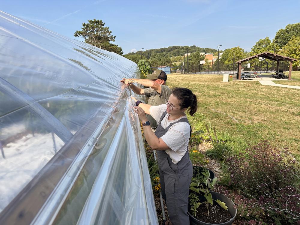 Two people secure a plastic covering to a metal frame forming a greenhouse