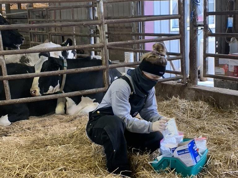 researcher with cows
