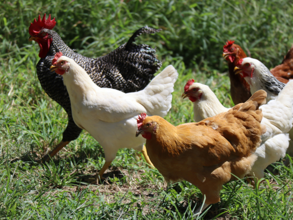 Several chicken walking through the grass