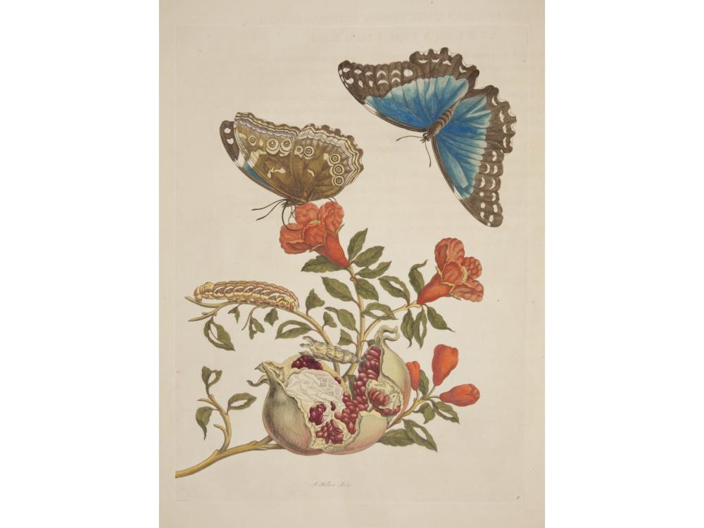 artwork with plant and two butterflies