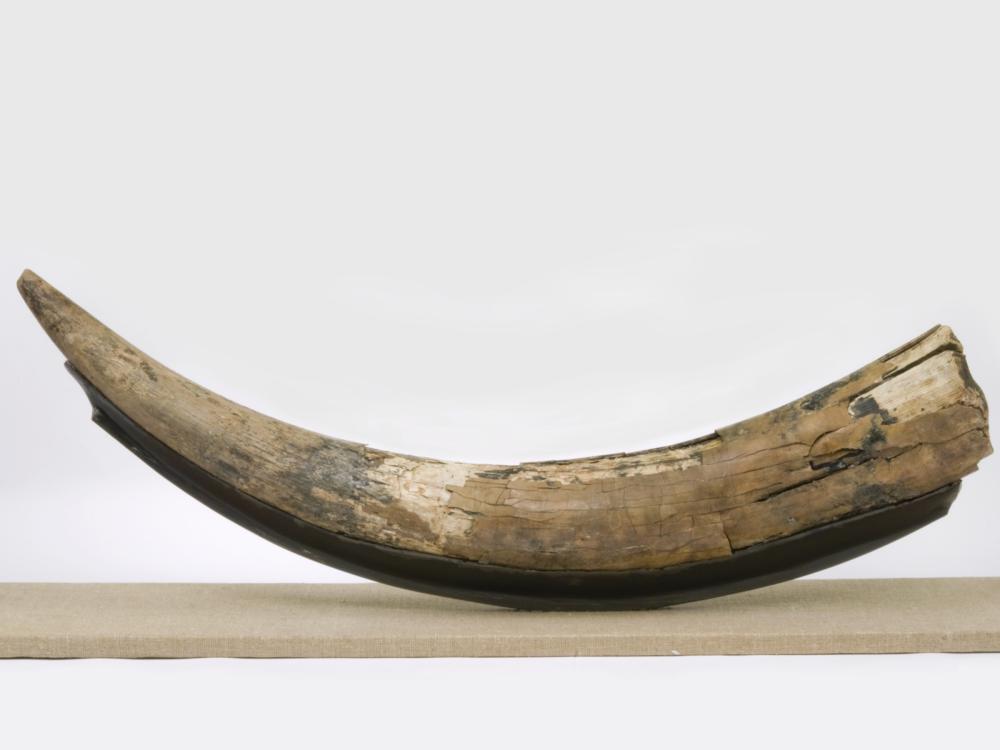 Fossilized mastodon tusk