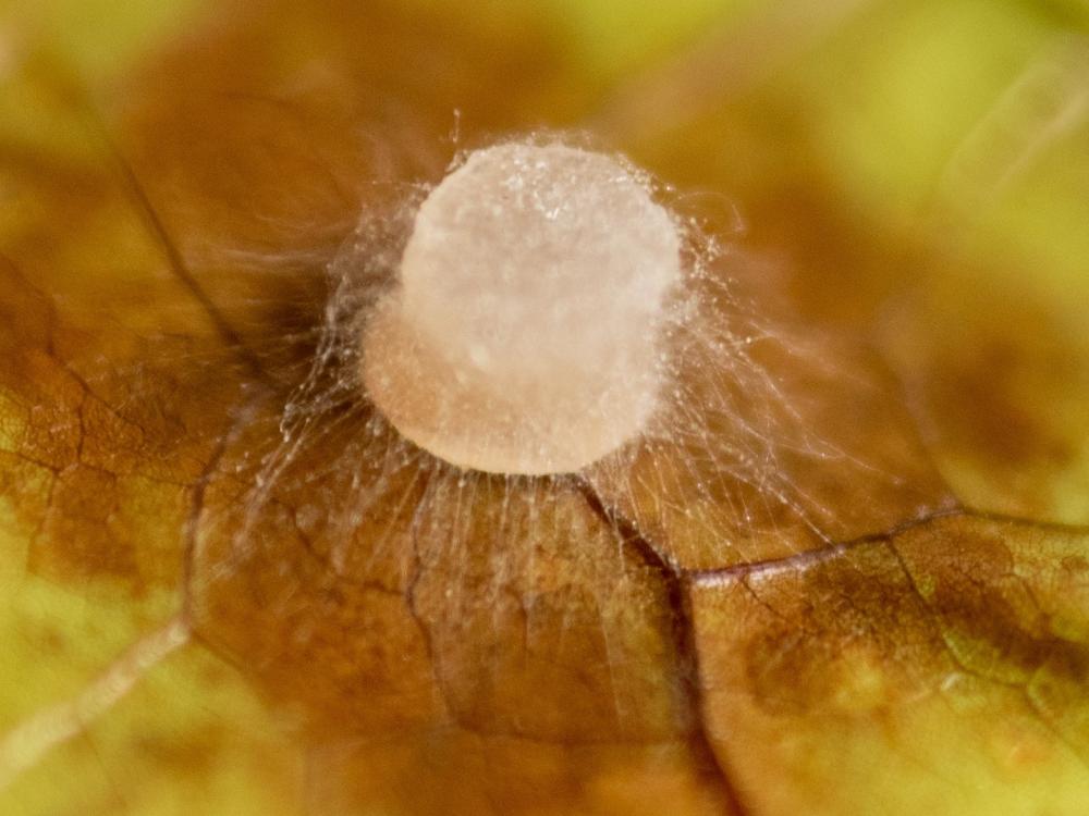 fungus