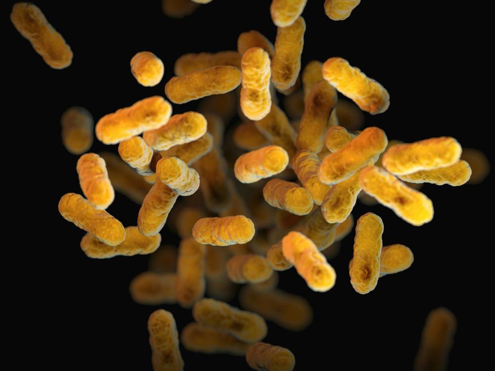 close up of yellow cylindrical bacteria