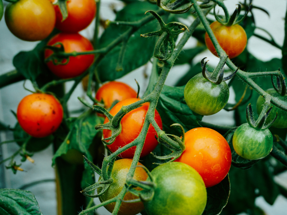 Cherry tomatoes growing on the vine