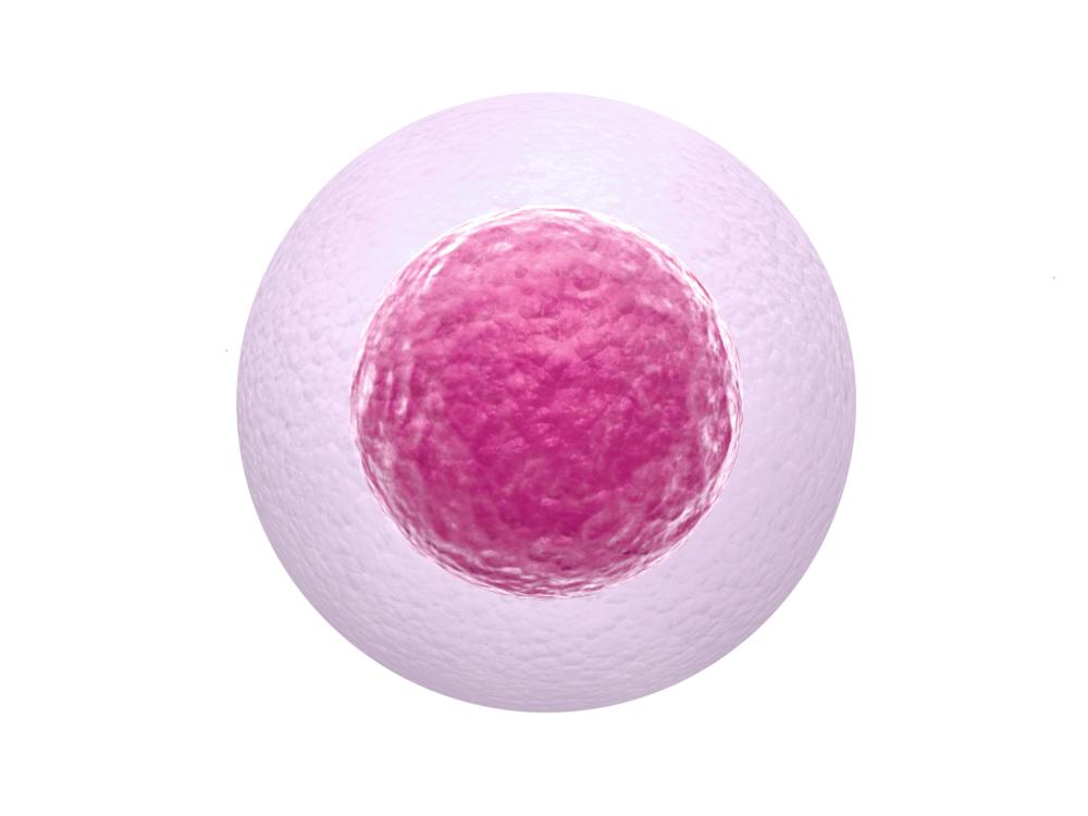 Image of single human egg cell
