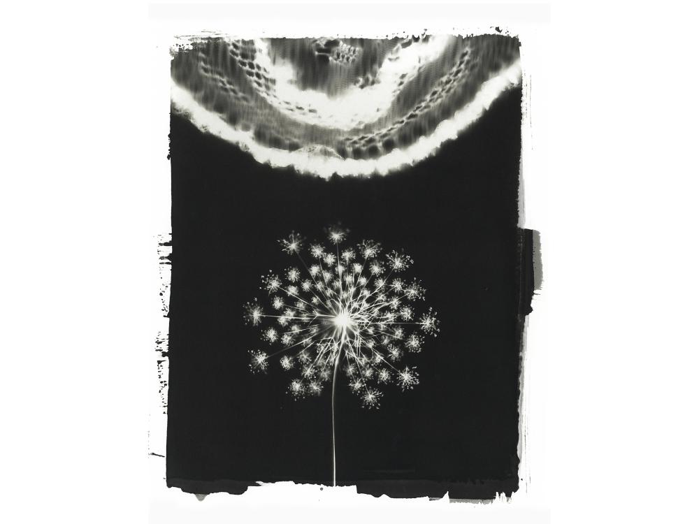 A black and white artwork photo of a flower and lace