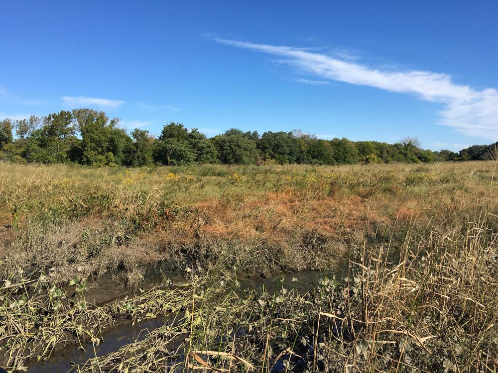 yellow and green plants grow in low water under a blue sky