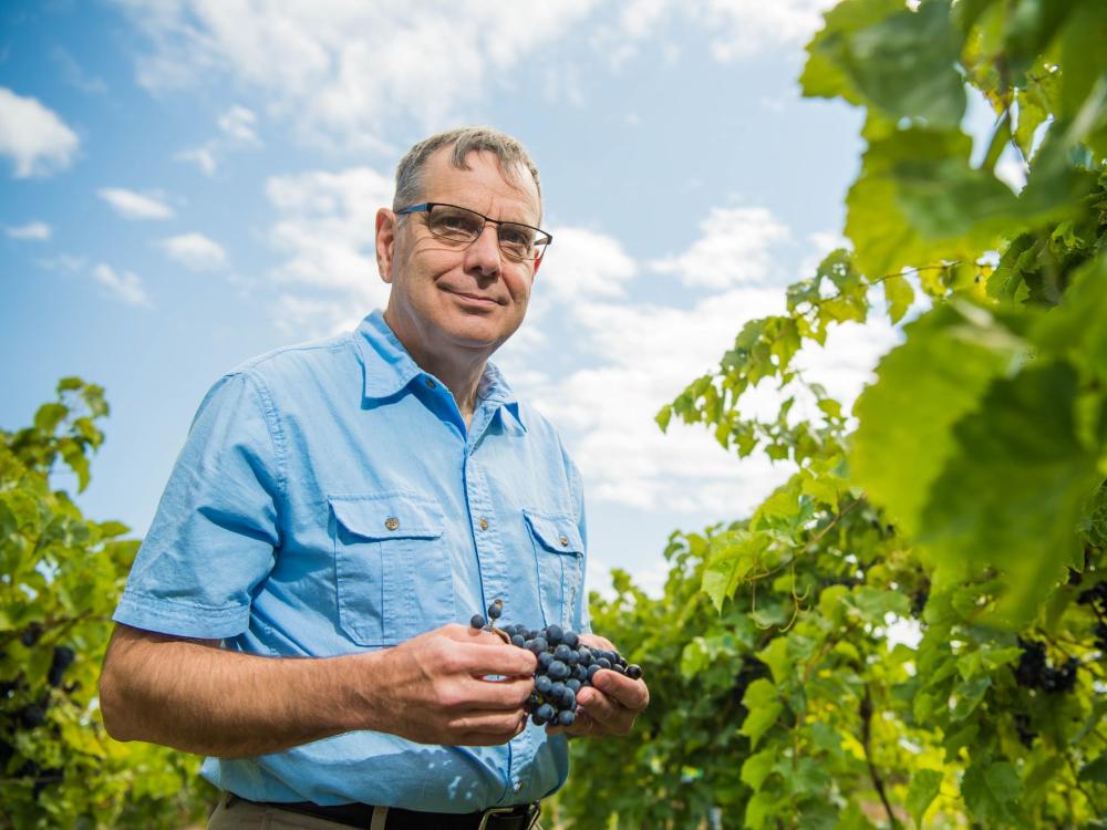 Penn State Behrend faculty member Michael Campbell poses in a vineyard.