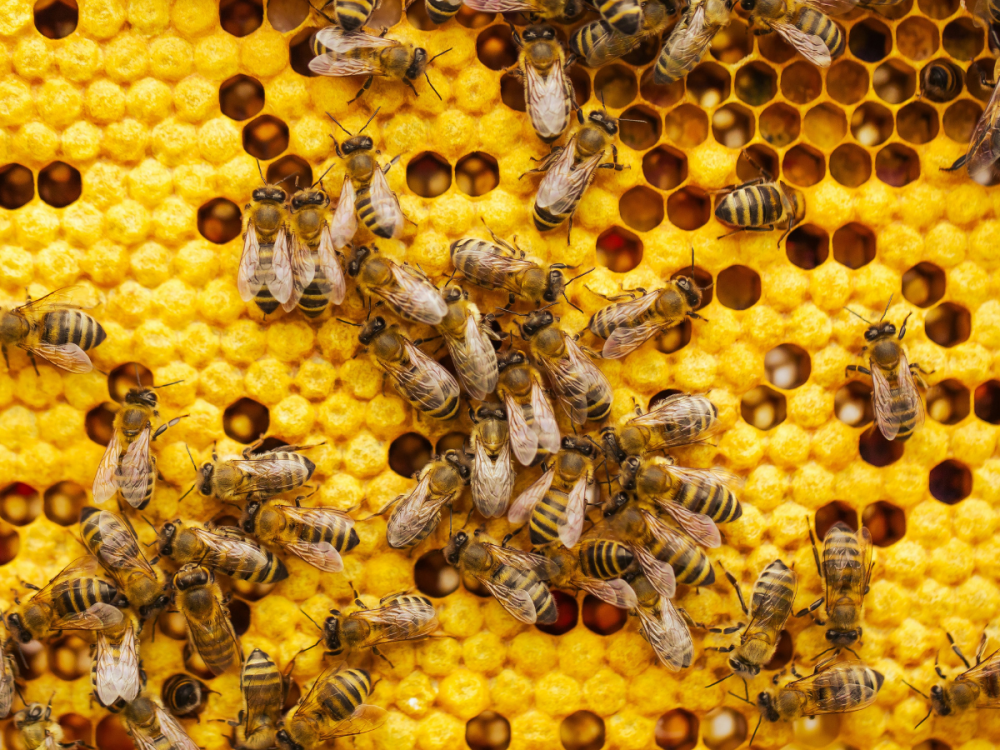 Bees in a hive