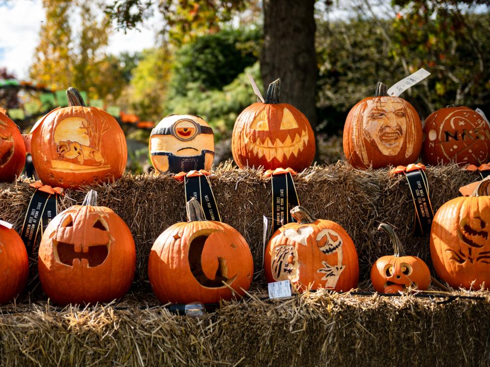 Pumpkin carvings on display for people to view