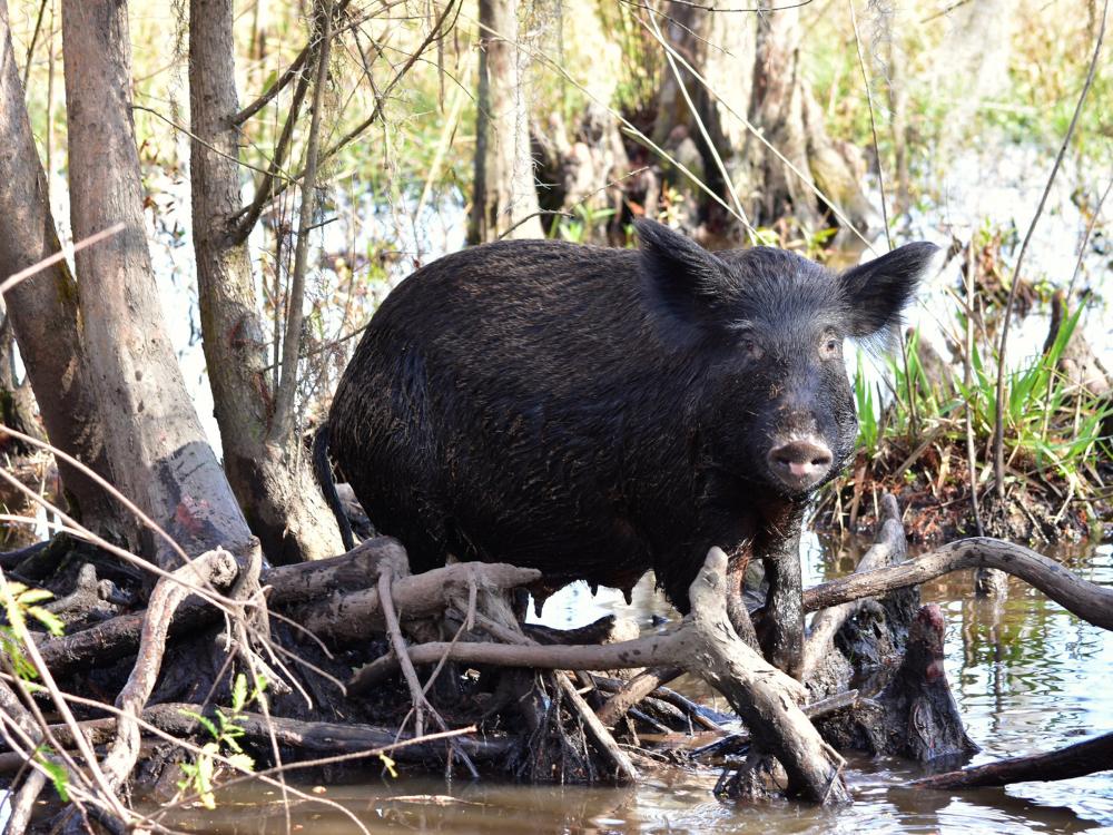 a hog standing in a swamp