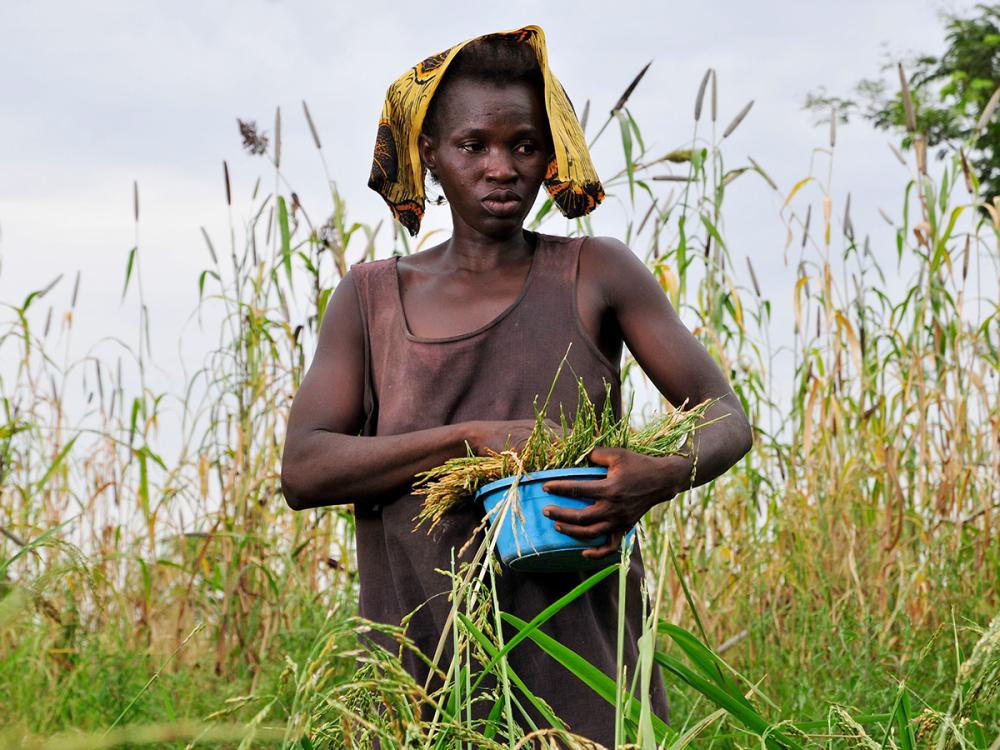 A Ghanaian farmer carries a bucket of grass in a field
