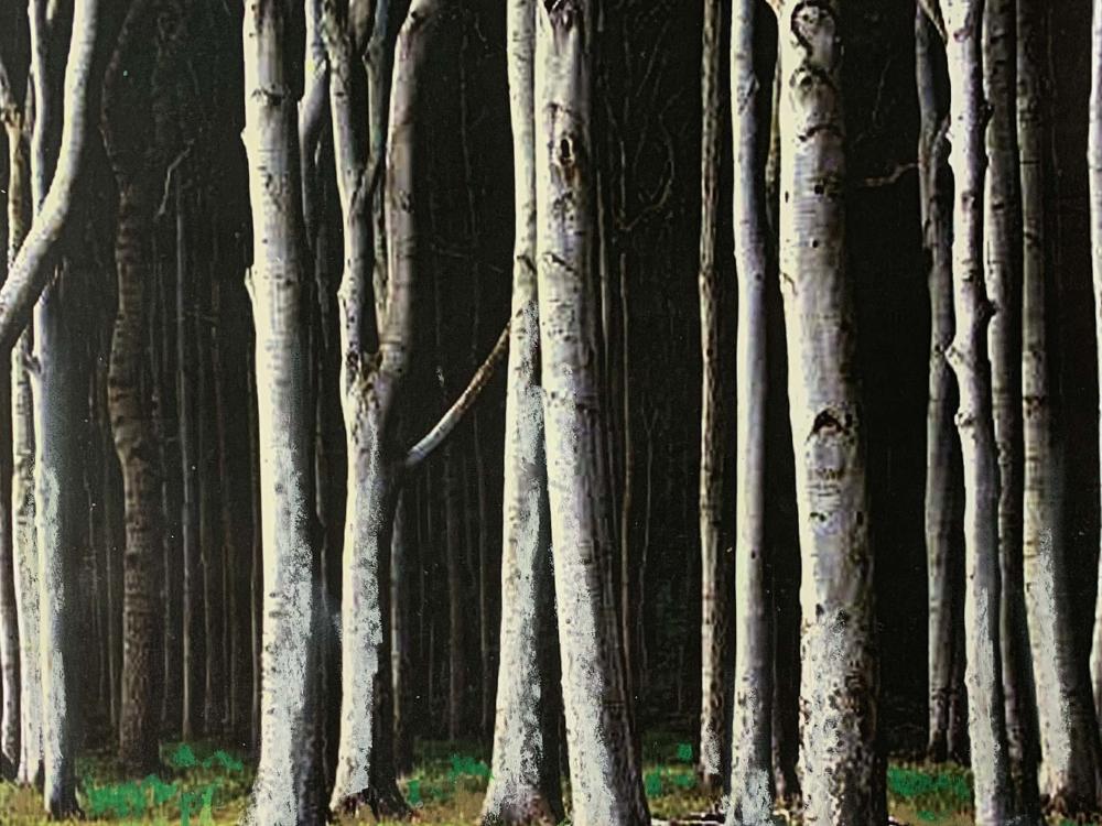 Painting of white tree trunks on a black background