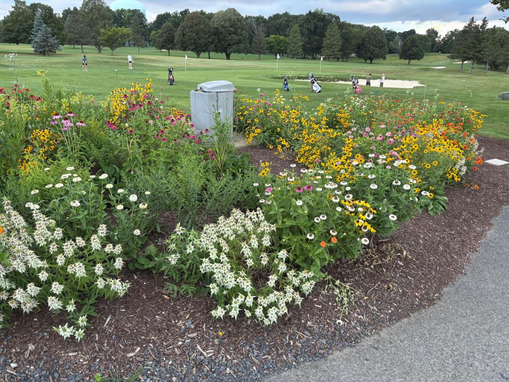 Perennial flowers blooming in a garden next to a Penn State golf course