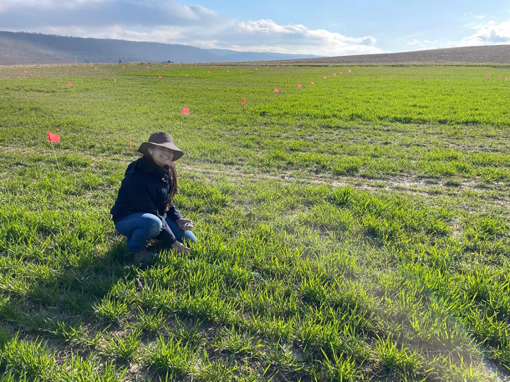 Person in a field
