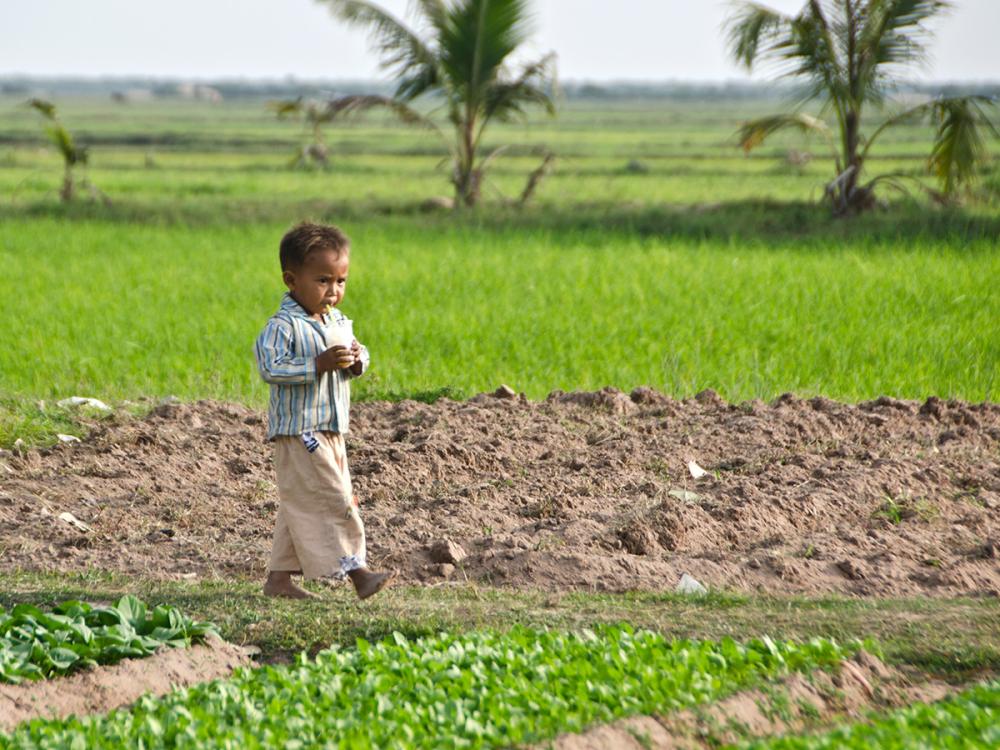 A young child walks on a dirt path through green agricultural fields in Cambodia, holding food in hand.