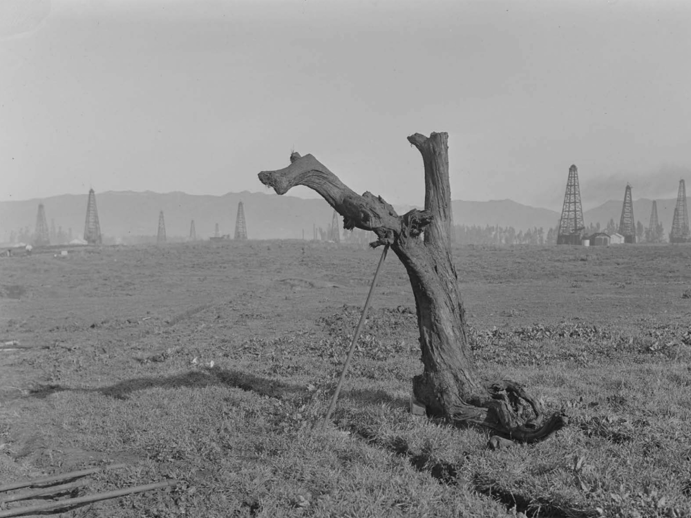 An archival photo of a tree