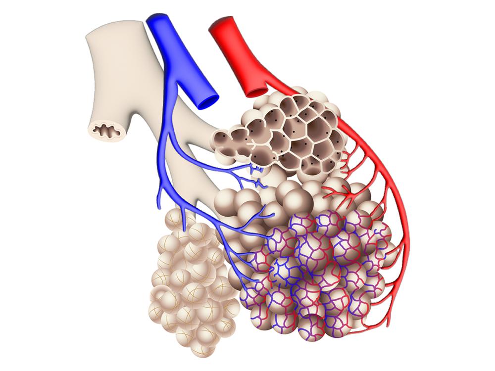 a depiction of alveoli sacs from a lung