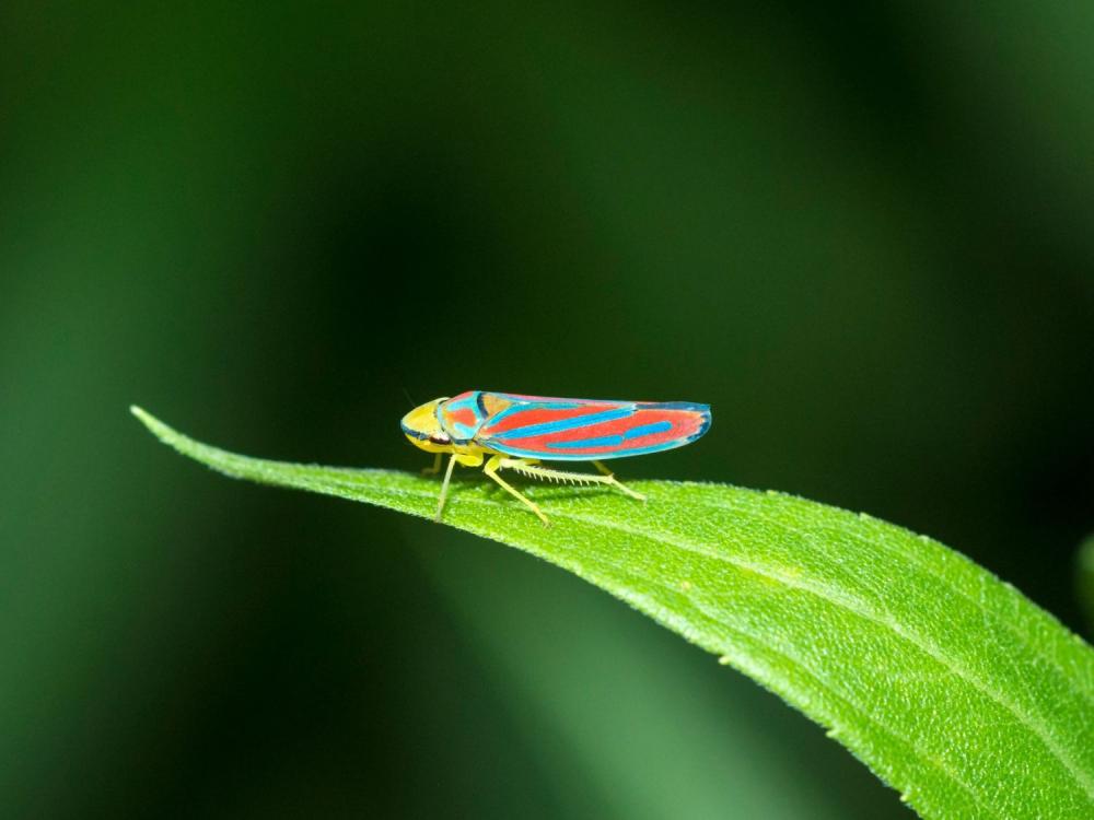 colorful leaphopper sitting on a leaf