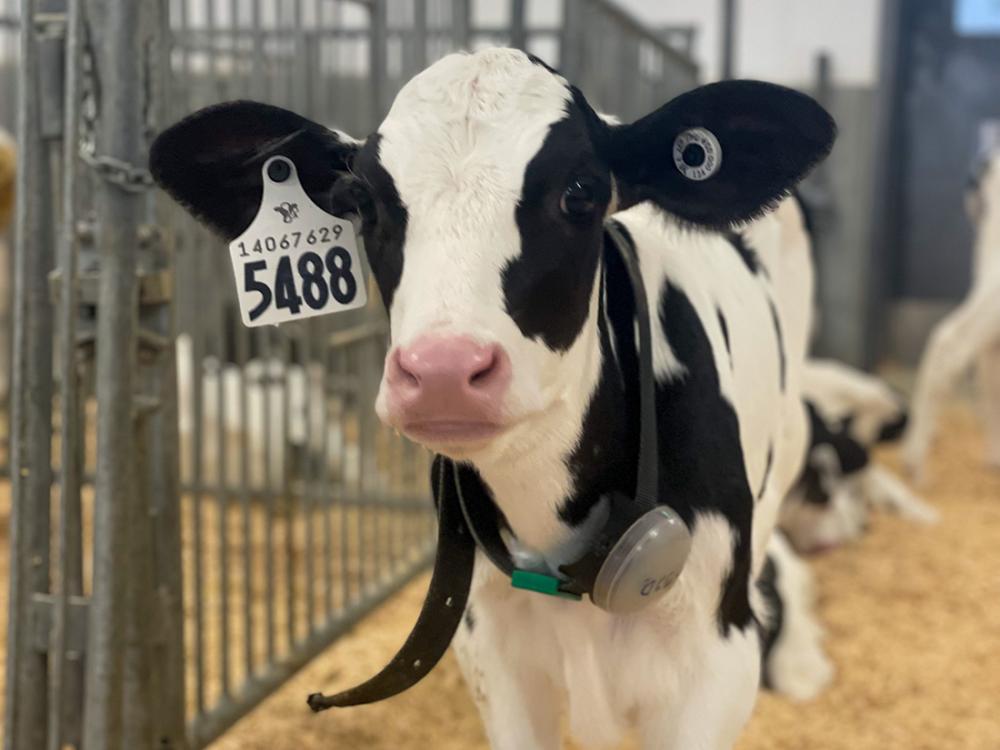 young Holstein