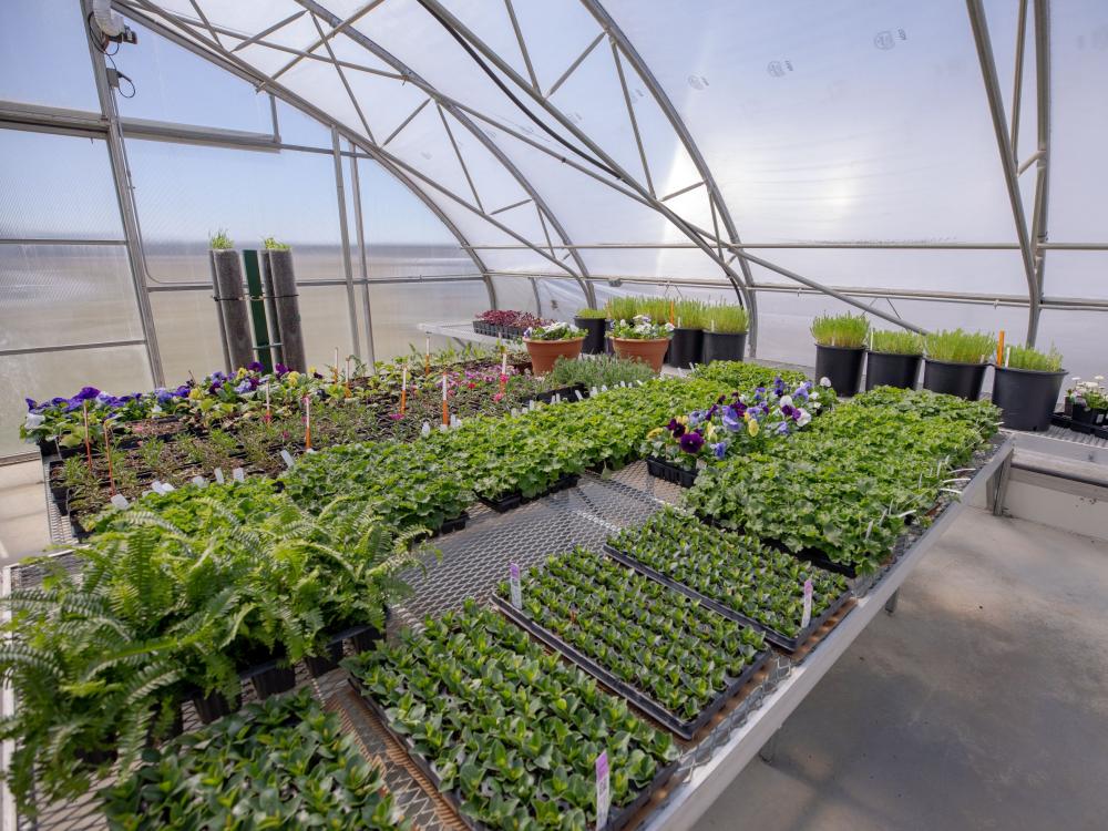 rows of plants in a greenhouse