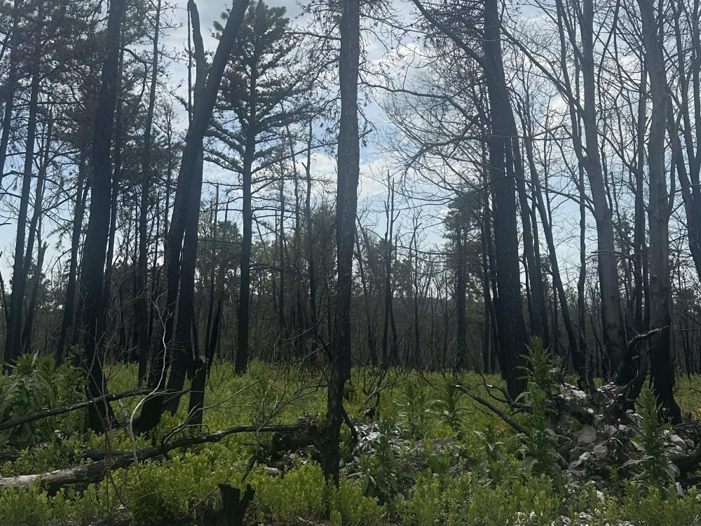 Charring is shown in Michaux State Forest in Cumberland County, Pennsylvania, after the Thompson Hollow Fire in April 2025.