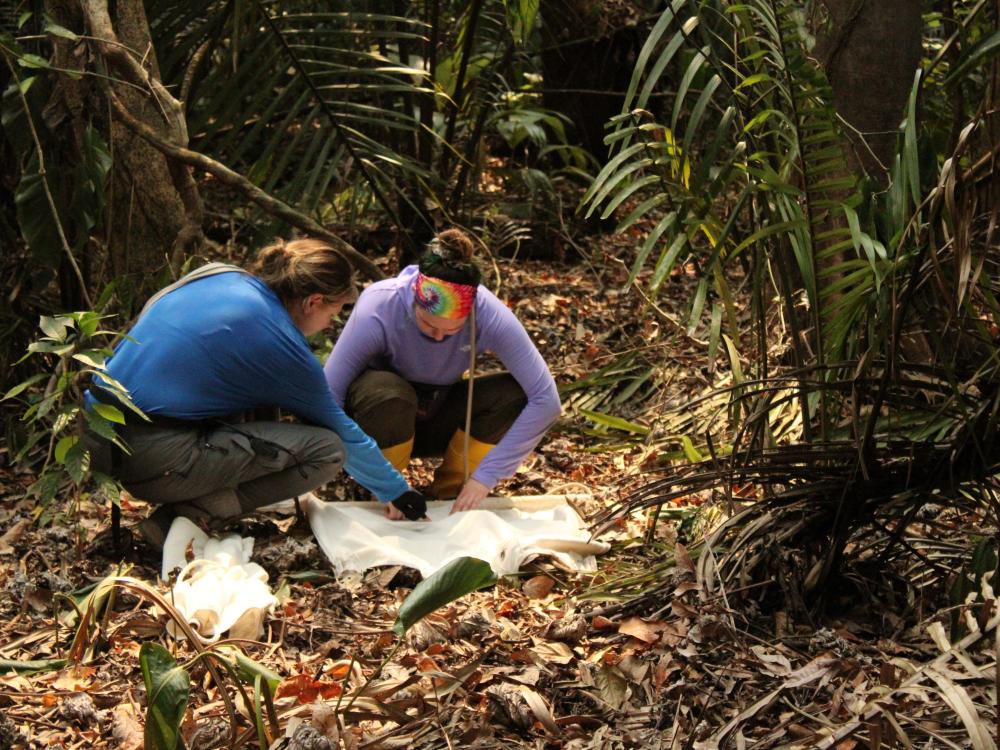 Two researchers looking at something on the forest floor.