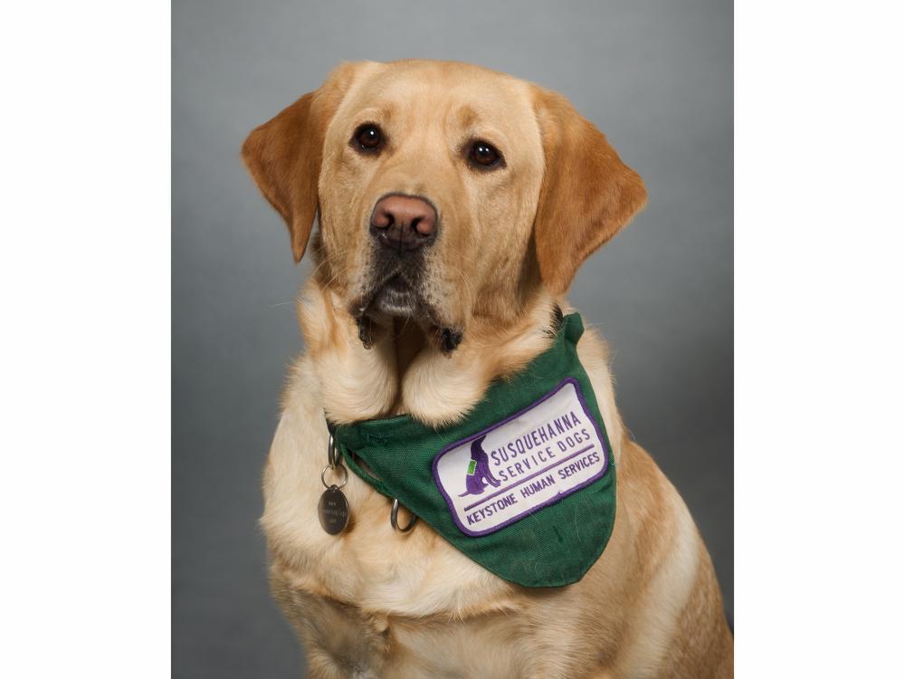 Podrick an adorable golden retriever poses for a formal photo wearing a green scarf
