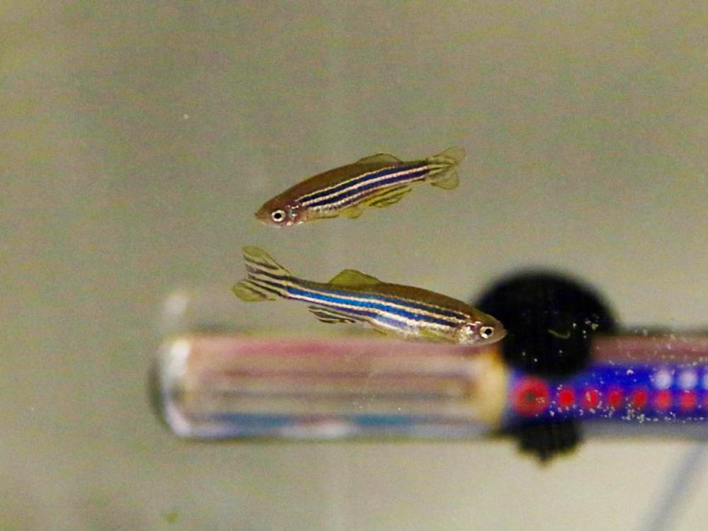 Two zebrafish with blue and gold stripes swim in a laboratory tank near a glass tube.