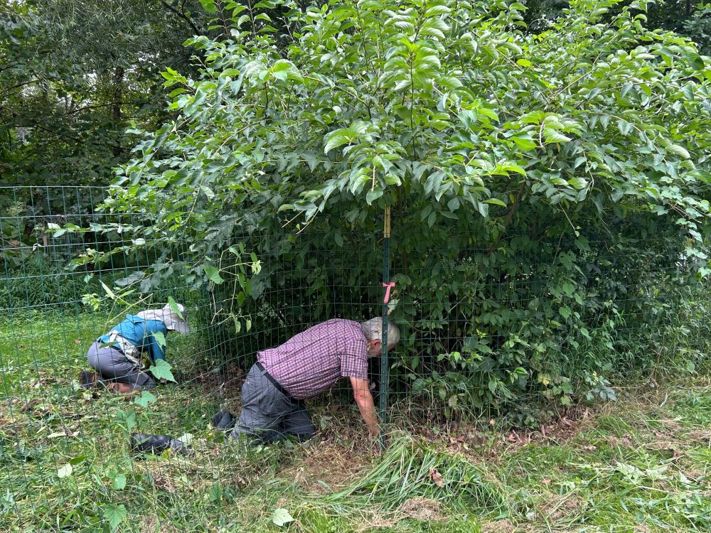 Stephen Hines MWS Live Staking