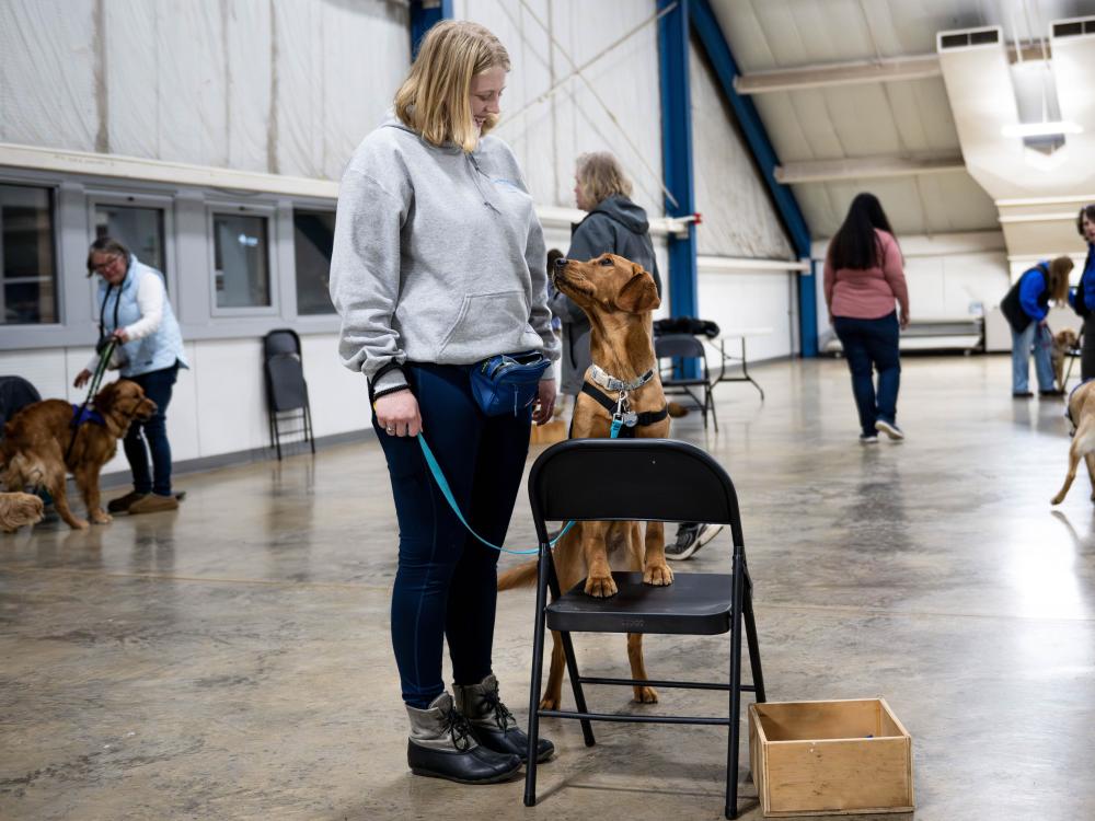 A student stands beside a brown service dog in training that places its front paws on a chair while looking up at the handler during a training exercise in an indoor arena.