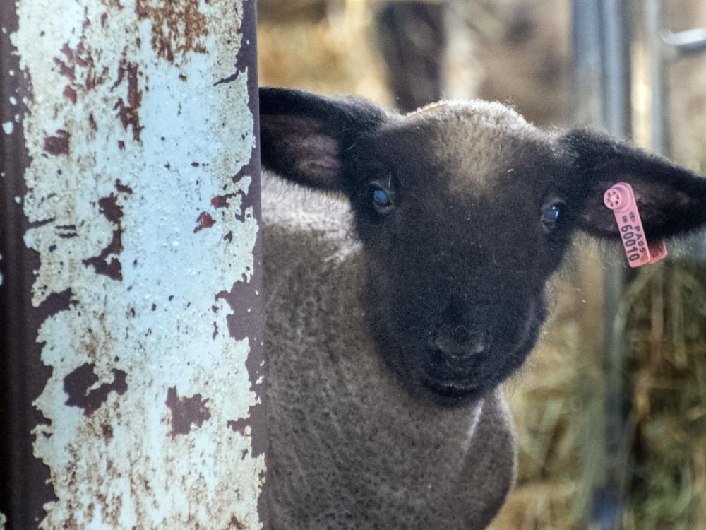 A black lamb pokes its head around a wooden gate