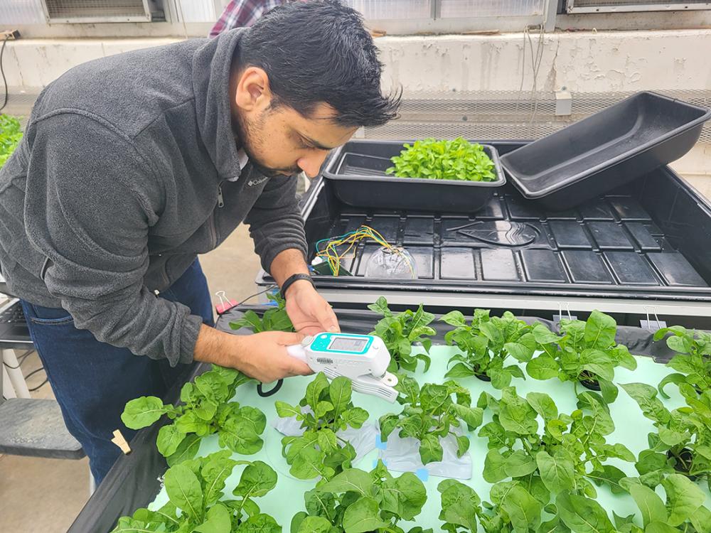 Person examining green plants in a hydroponic system