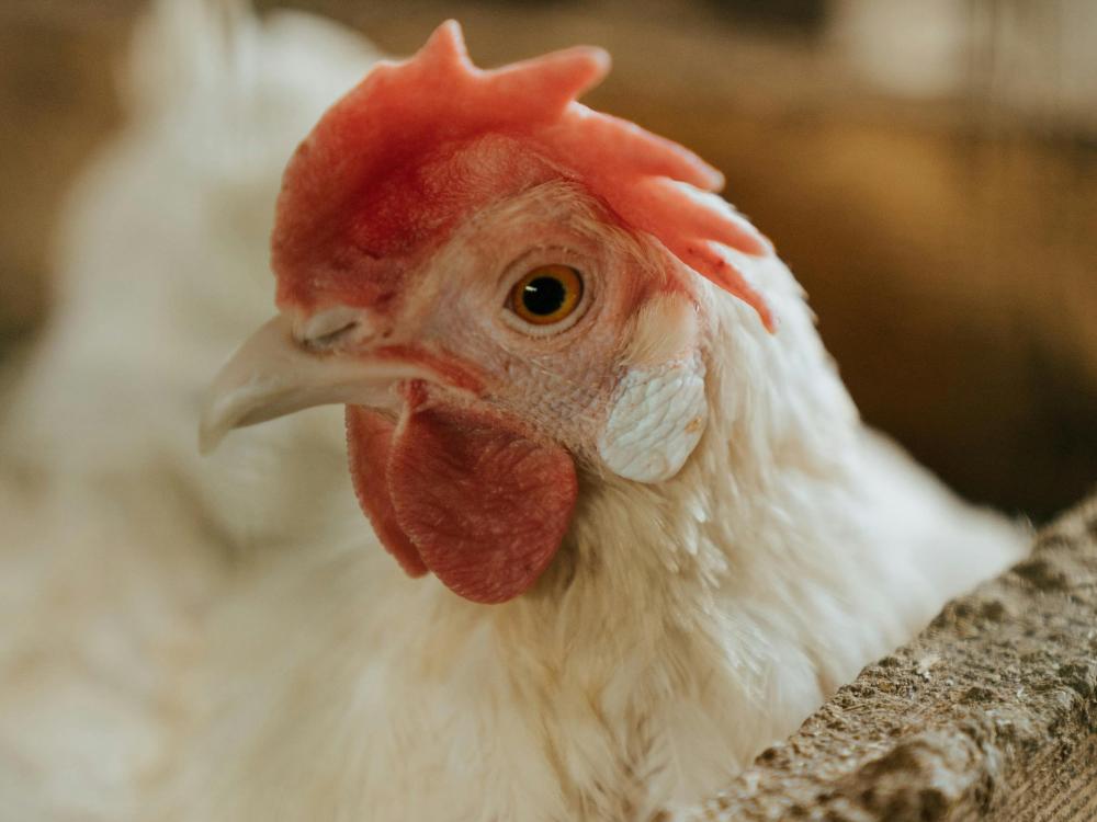 Avian Flu Penn State Extension